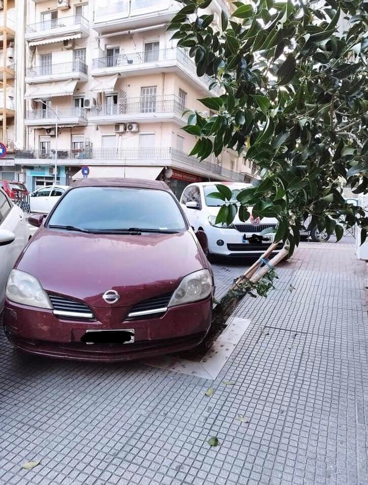 Θεσσαλονίκη: Πάρκαρε πάνω σε δέντρο και δέχτηκε μήνυση από το Δήμο
